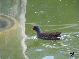 Tiergarten Schönbrunn am 03.10.2025